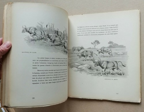 Géants de la Brousse et de la Forêt J OBERTHUR éd Durel 1946 EO - Picture 6 of 6