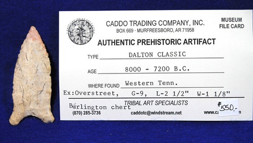 Dalton Classic Authentic Prehistoric Arrowhead Artifact Native American Indian - Picture 2 of 8