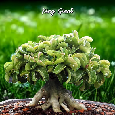 Dorset Horn Adenium Arabicum '' KING GIANT '' Desert Rose, Wavy leaves, FreshSeeds