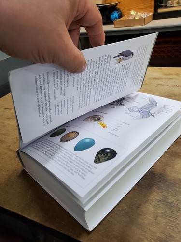 The Sibley Guide to Bird Life & Behavior 2016 National Audubon Society, NOS - Imagen 6 de 13