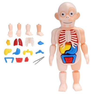 3D DIY Puzzle Human Body Anatomy Model Learning Organ Assembled Toy Body Organ y