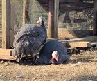 8 Guinea Fowl Hatching Eggs-Pearl-chance of hatching Lavender — photo 3