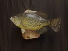 Trophy 3 lb. Crappie (speckled perch) Real Skin Fish Mount Taxidermy