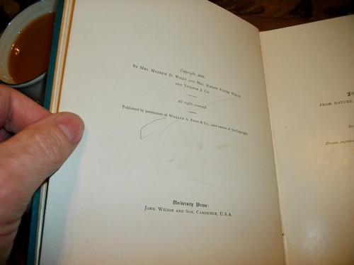 Nelly Was a Lady, by Stephen C. Foster, 1889, HB, Illustrated by Copeland - Picture 3 of 6