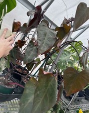 Dark Lord Philodendron Cutting, Rare Aroid DISCOUNTED