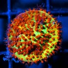 Corals of Eden ~ WYSIWYG Live Coral Frag ~ Burning Banana ~ LPS SPS Coral — photo 2