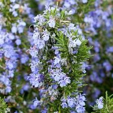 Set 3 Tuscan Blue Rosemary Plants 4-7" Tall Rosemary Plants Fragrant Herb