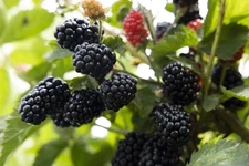 1 PRIME ARK 45 Live Thornless Blackberry Plant - 1-2 yr Old - Very Good Yields