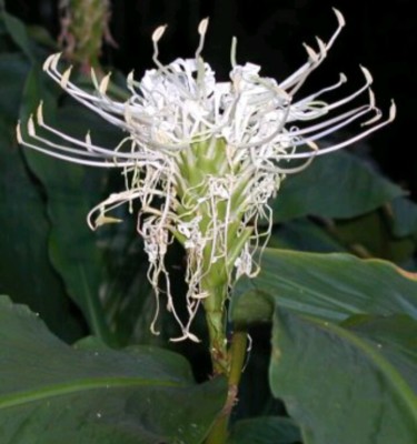 1 Rhizome Bulb White Ginger Hedychium Thyrsiforme Pincushion Lily Fragrant Ebay