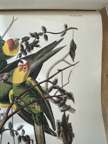 AUDUBON Birds of America 4er Set CAROLINA PAPAGEI SITZE 36 26 25 6 - Bild 16 von 20