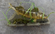 Walleye 15" fish with crab wall Mount Zander Premium New Taxidermy