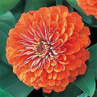 50 Zinnia Seeds Dreamland Ivory FLOWER SEEDS