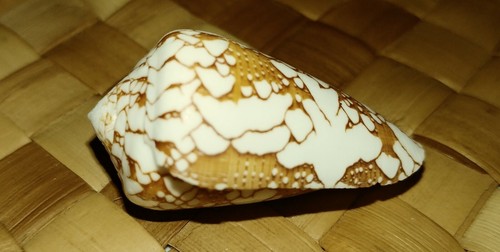 Hawaii's Penniform Conus 1.75in-Rare Golden Tapa Design(a)-COLLECTIBLE-SCARCE - Picture 4 of 12