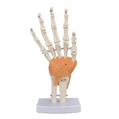 Hand Joint Model with Ligaments Flexible 1:1 Scientific Life Size for Training