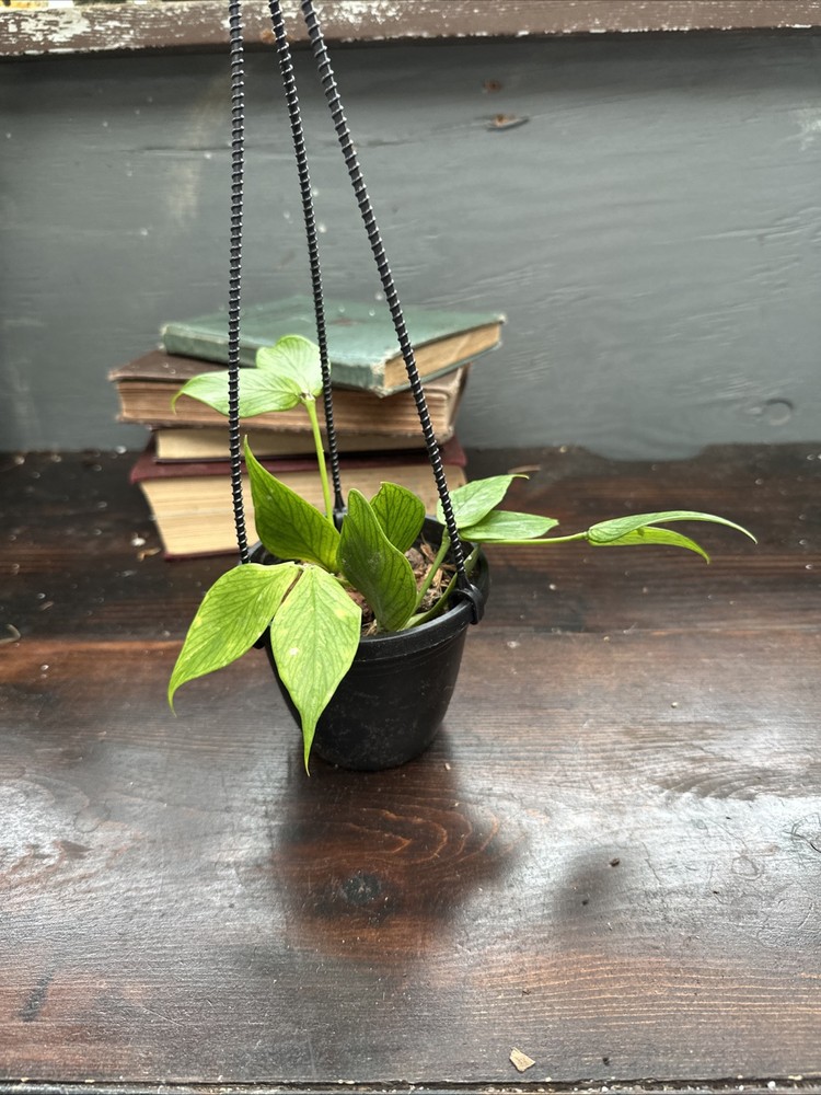 Hoya Polyneura 4 Inch Live Hanging Basket Plant with Shipping Guarantee  