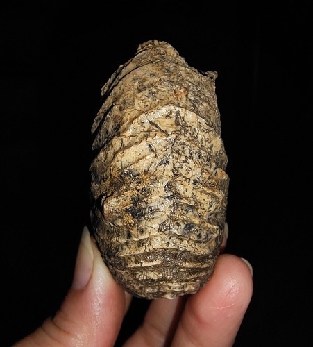¡INCREÍBLE AMONITA!!! ANATOMITAS TRIÁSICAS DE TIMOR, INDONESIA, 60MM - Imagen 5 de 10