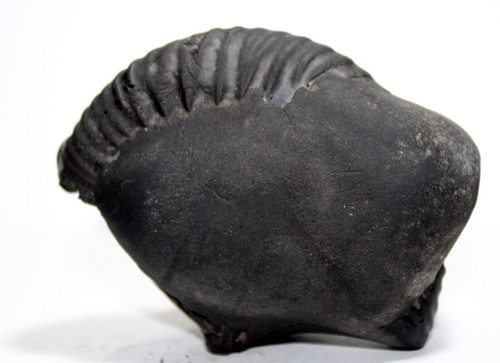 Antique Matsya Shaligram wt-309 gram size 3.00 inch - Picture 3 of 5