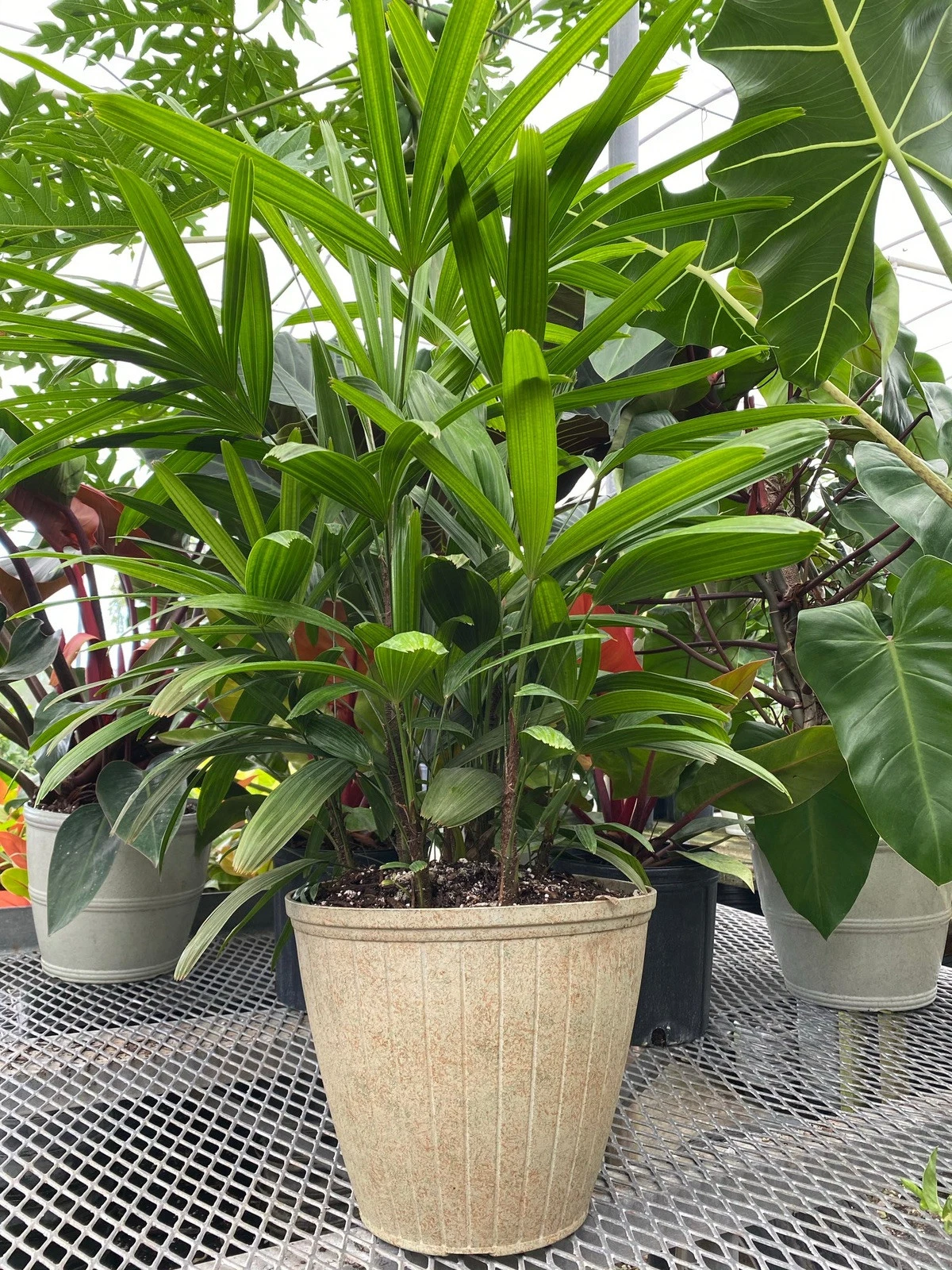 Rhapis excelsa Palm Medium Size 3 Feet Tall