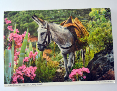 AK Canary Island ,Kanarische Inseln ,Esel'' Burro ''