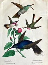 Hummingbird chromolithographs 1875, Troquilideos de México, Rafael Montes de Oca