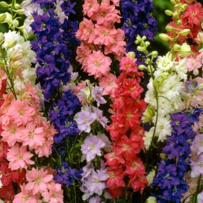 8 Stück Stauden Pflanzen /" Rittersporn Mix /" Delphinium