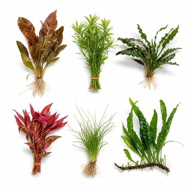 Canton Six - Live Aquarium Plant Set, 6 Species Foreground to Background,...