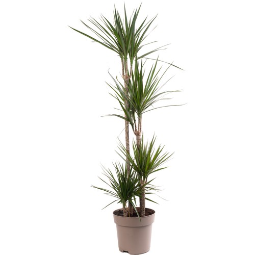 Dragon Tree Large Indoor House Plant Real Evergreen Tall Exotic Big Rare Plants - Picture 2 of 29