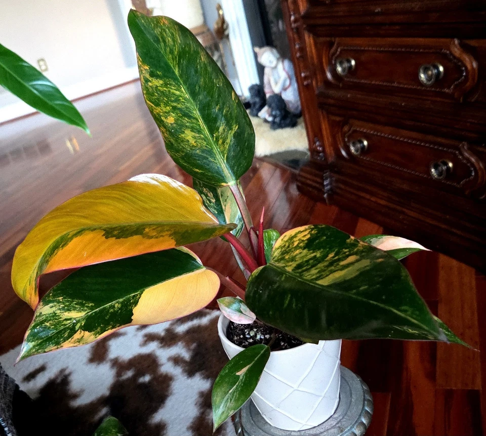 Rare  Philodendron Variegated Red Congo 17" Tall Aroid Not Monstera Anthurium  - Image 2 of 4