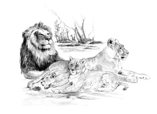 Sketching - Skizzieren - Malen mit Bleistift - Löwen  30 cm x 40 cm Kompettset - Bild 1 von 1