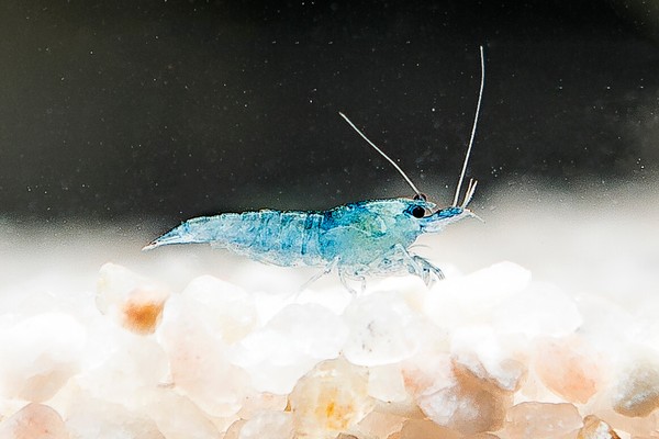 25x GAMBA NEOCARIDINA BLUE JELLY, para acuario, pecera de agua dulce y caliente.