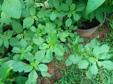 500+ Green Amaranth Seeds(Indian Siru Keerai/Koora Thampala ) Leafy Vegetable.