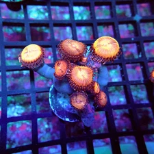 WYSIWYG - Ultra Zoas Colony