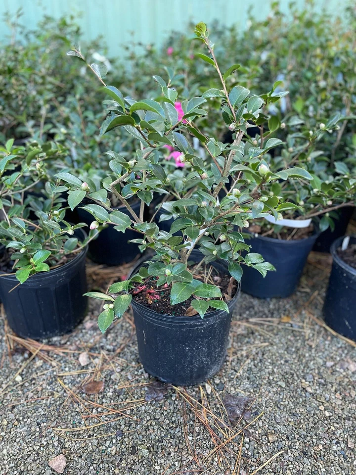 Camelias Shi Shi de 3 galones Foto 4 de 4