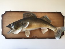TROPHY MASTER ANGLER AWARDED CANADIAN FRESH WATER WALLEYE (PICKEREL) MOUNTED  