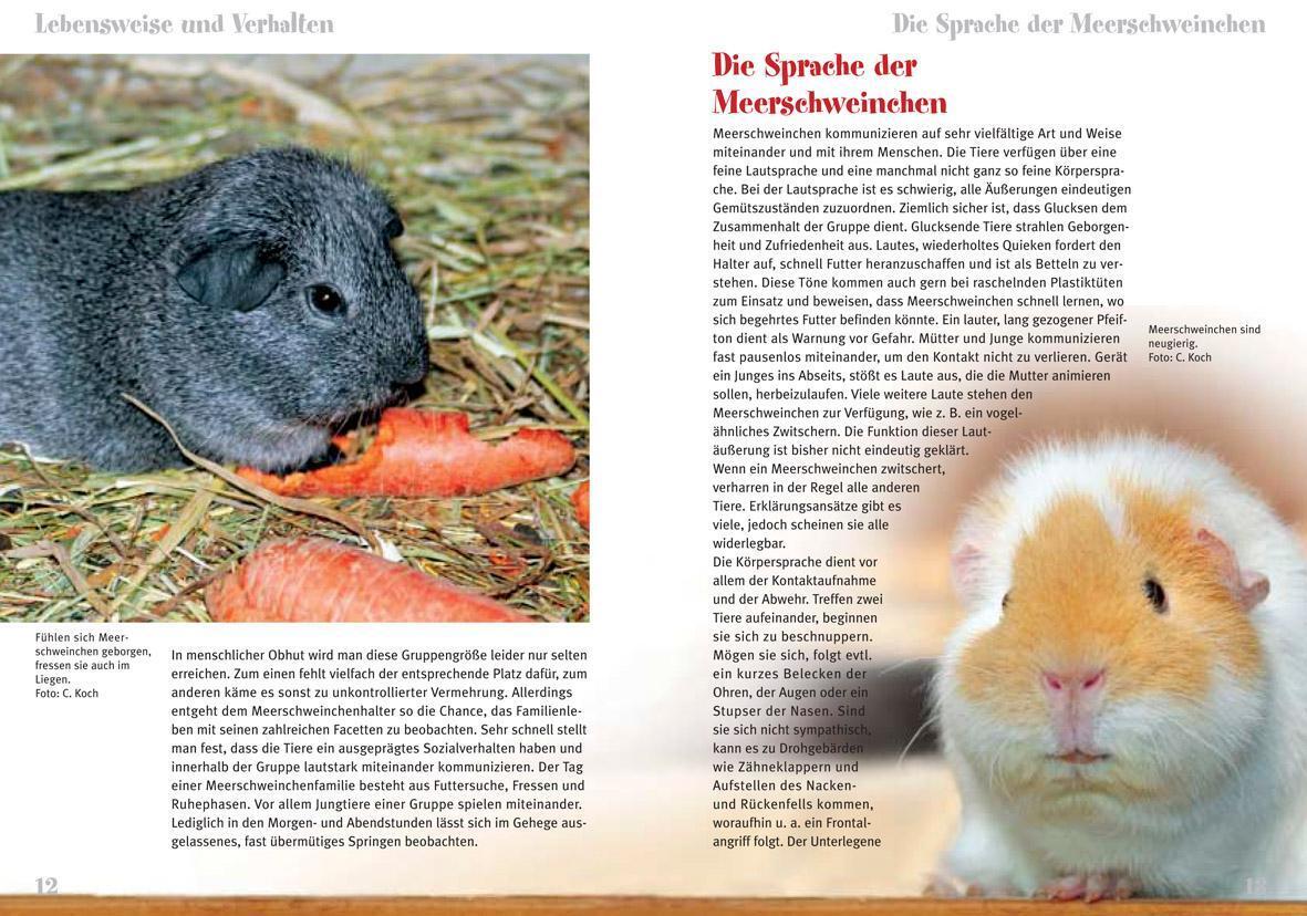 Thumbnail - Meerschweinchen Cavia Adarea F. Porcellus Christian Koch Taschenbuch