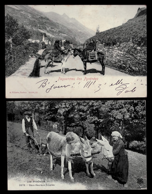 1904/1910 - 2 Cpa ''Die Pyrenäen'' - Esel und Eselskupplung - schriftliche Karten...