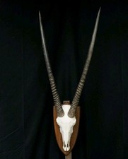 Kapitale Orix Antilope Trophäe Hörner Wanddeko Männchen