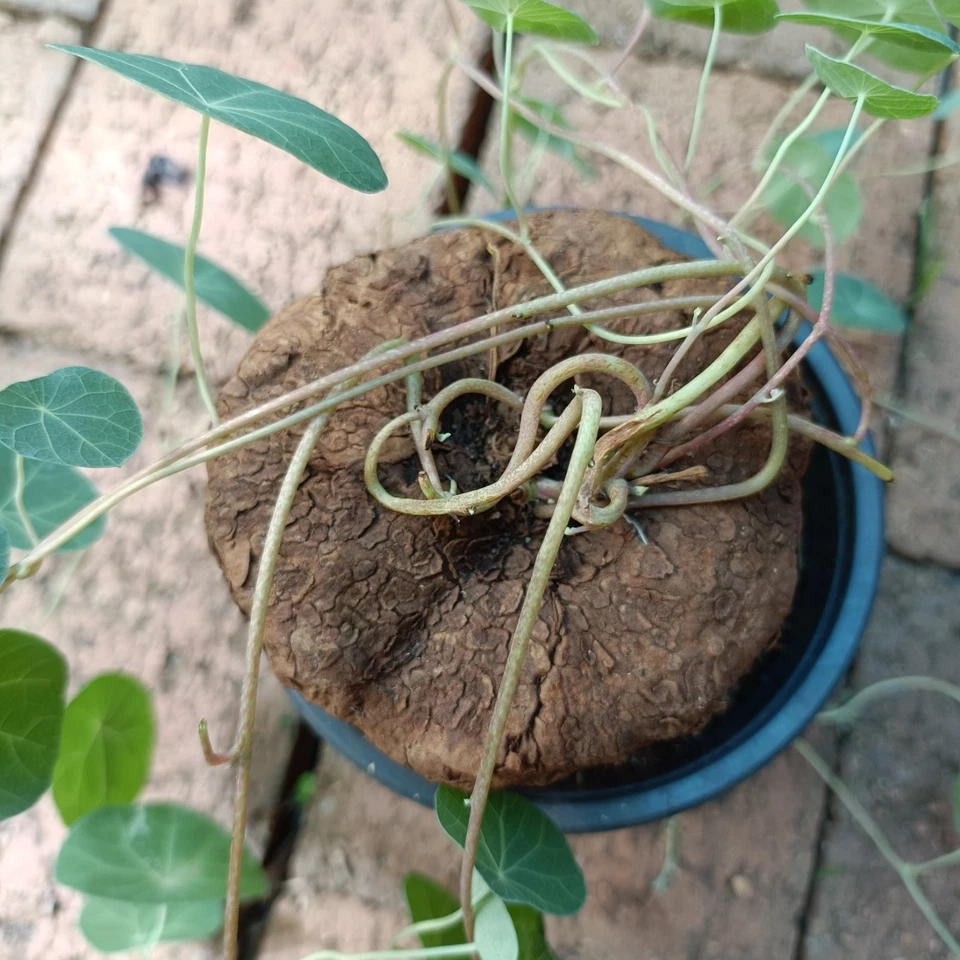 Stephania erecta Large 10cm diameter roughly #01 - Image 4 of 4
