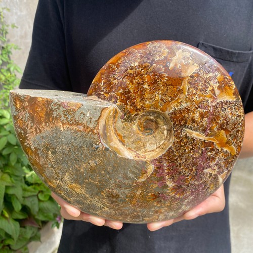 5lb Rare Natural Ammonite Fossil Conch Crystal Specimen Healing - Picture 4 of 12