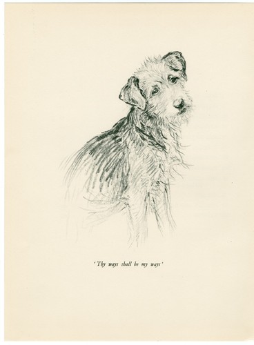 LAKELAND TERRIER HEAD STUDY VINTAGE 1937 DOG ART PRINT by ARTIST K F BARKER