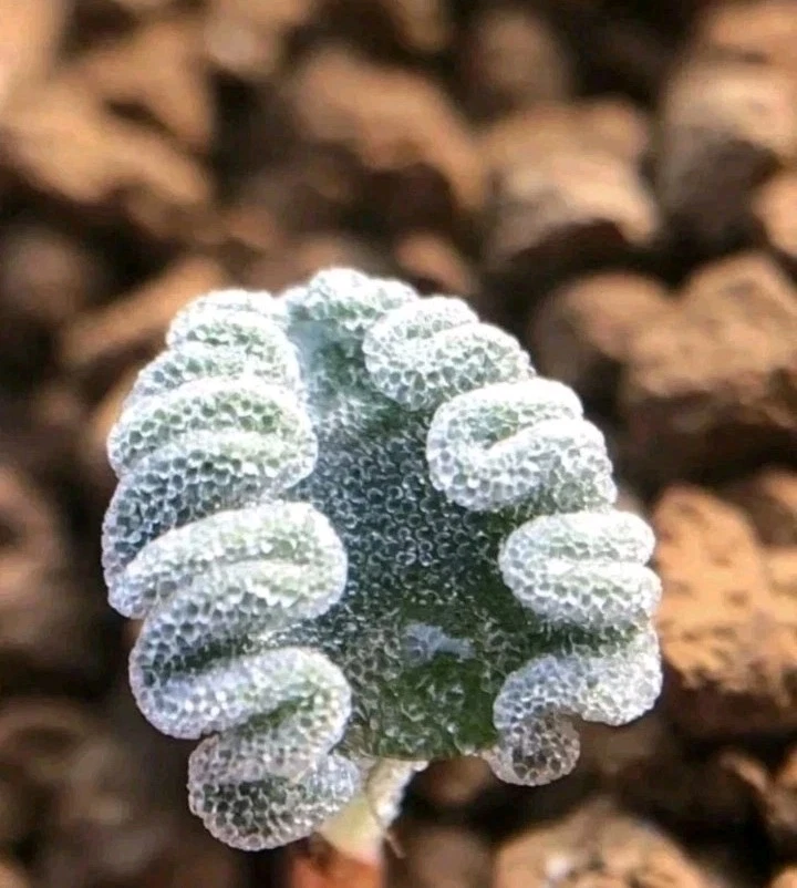 Eriospermum titanopsoides bulb about 2cm RARE Succulent plant
Opens in a new window or tab