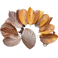 Organic DRIED JACK FRUIT 50/100 PCs LEAVES  Shrimp Aquarium Bio Film sri lanka