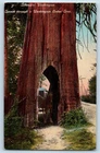 1910 Washington WA Vintage Postcard Tunnel Cedar Tree View Carriage Tree Antique