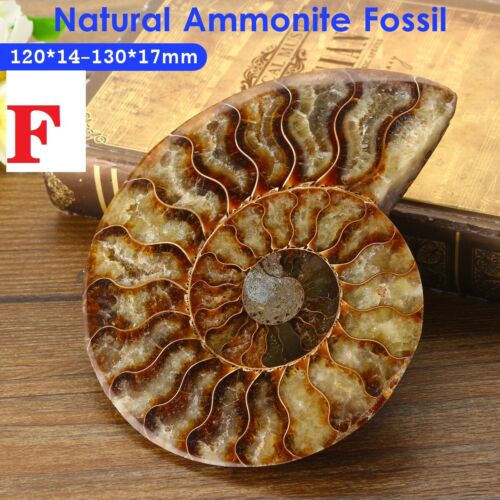 Natürliche Fasciolaria Trapezium gross Top-Qualität echte Muschel Meeresschnecke - Bild 7 von 58