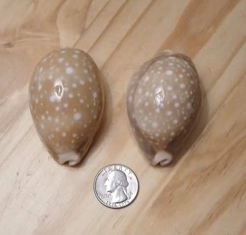 Pair of Cowrie Seashells 