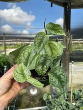 Silver Satin Pothos | Scindapsus Pictus Exotica | Live House plant in 4" Pot