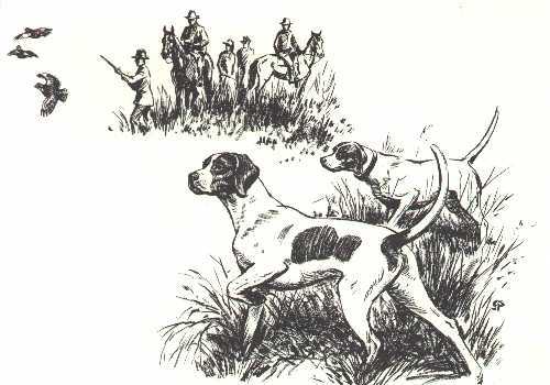 POINTER - CUSTOM MATTED - Vintage Dog Art Print - 1964
