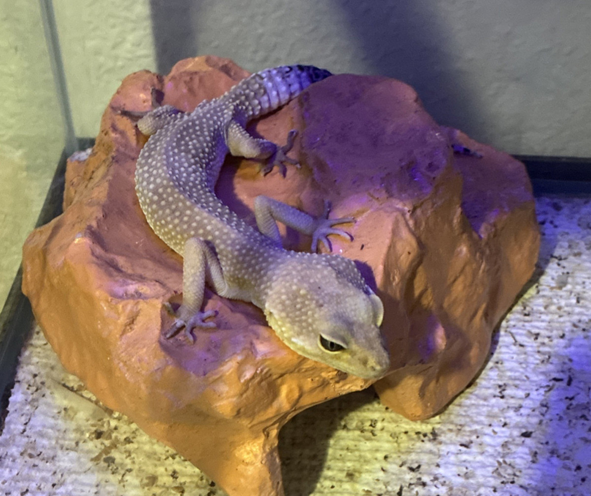 Best Leopard Gecko Rocks Leopard Gecko Setup For Beginners