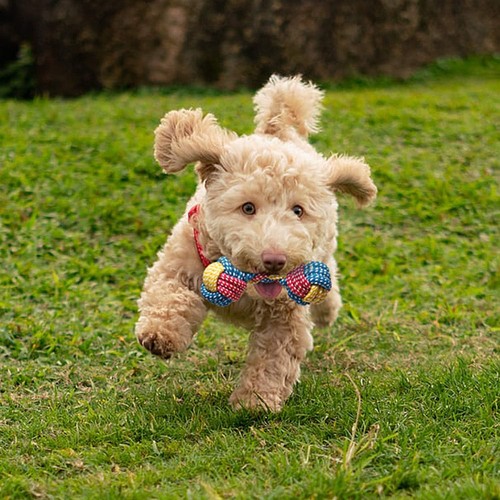 Toozey 7 Pack Small Dog Toys, Puppy Teething Durable 7 Pack, multicolor - Picture 7 of 8
