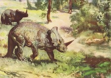 USA & Canada Dinosaurs MONOCLONIUS Print By Z Burian 1963 VF 8.25x12"